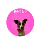 Jack_Russell_Terrier_6（個別スタンプ：8）