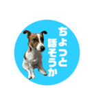 Jack_Russell_Terrier_6（個別スタンプ：9）