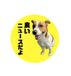 Jack_Russell_Terrier_6（個別スタンプ：10）