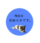 Jack_Russell_Terrier_6（個別スタンプ：11）