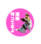 Jack_Russell_Terrier_6（個別スタンプ：12）