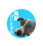 Jack_Russell_Terrier_6（個別スタンプ：13）