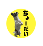 Jack_Russell_Terrier_6（個別スタンプ：14）