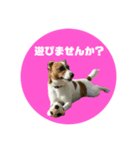 Jack_Russell_Terrier_6（個別スタンプ：16）