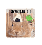 うさぎのいち君♪日常あいさつ（個別スタンプ：24）