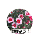 Flower’s  stamp 2（個別スタンプ：1）