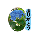 Flower’s  stamp 2（個別スタンプ：6）