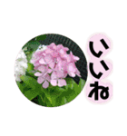 Flower’s  stamp 2（個別スタンプ：13）