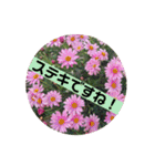 Flower’s  stamp 2（個別スタンプ：18）