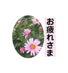 Flower’s  stamp 2（個別スタンプ：19）