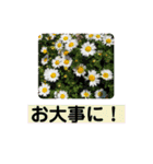 Flower’s  stamp 2（個別スタンプ：20）