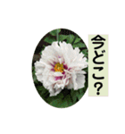 Flower’s  stamp 2（個別スタンプ：21）