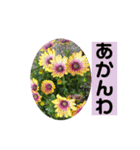 Flower’s  stamp 2（個別スタンプ：22）