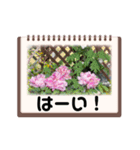 Flower’s  stamp 2（個別スタンプ：34）