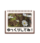 Flower’s  stamp 2（個別スタンプ：40）