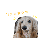 キラのスタンプ2（個別スタンプ：1）