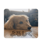 キラのスタンプ2（個別スタンプ：8）