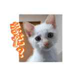 オス猫きなこの日常（個別スタンプ：1）