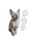 オス猫きなこの日常（個別スタンプ：2）
