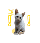 オス猫きなこの日常（個別スタンプ：3）