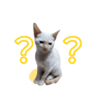 オス猫きなこの日常（個別スタンプ：4）