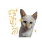 オス猫きなこの日常（個別スタンプ：5）