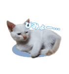 オス猫きなこの日常（個別スタンプ：6）