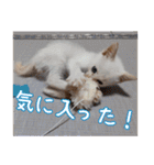 オス猫きなこの日常（個別スタンプ：7）