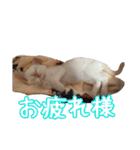 オス猫きなこの日常（個別スタンプ：8）