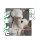 オス猫きなこの日常（個別スタンプ：9）