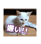 オス猫きなこの日常（個別スタンプ：10）