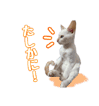 オス猫きなこの日常（個別スタンプ：11）