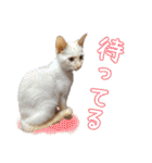 オス猫きなこの日常（個別スタンプ：13）