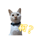 オス猫きなこの日常（個別スタンプ：14）