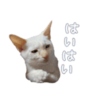 オス猫きなこの日常（個別スタンプ：15）