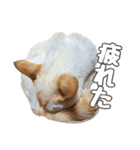 オス猫きなこの日常（個別スタンプ：16）