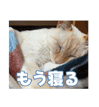 オス猫きなこの日常（個別スタンプ：17）