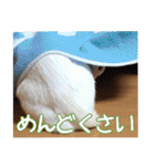 オス猫きなこの日常（個別スタンプ：18）