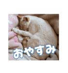 オス猫きなこの日常（個別スタンプ：19）