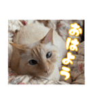 オス猫きなこの日常（個別スタンプ：20）