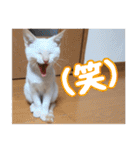 オス猫きなこの日常（個別スタンプ：23）