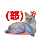 オス猫きなこの日常（個別スタンプ：24）