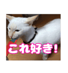 オス猫きなこの日常（個別スタンプ：25）