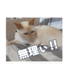 オス猫きなこの日常（個別スタンプ：26）