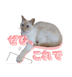 オス猫きなこの日常（個別スタンプ：27）