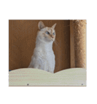 オス猫きなこの日常（個別スタンプ：28）