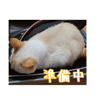 オス猫きなこの日常（個別スタンプ：29）