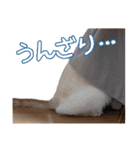 オス猫きなこの日常（個別スタンプ：30）