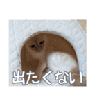 オス猫きなこの日常（個別スタンプ：31）