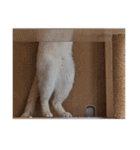 オス猫きなこの日常（個別スタンプ：32）